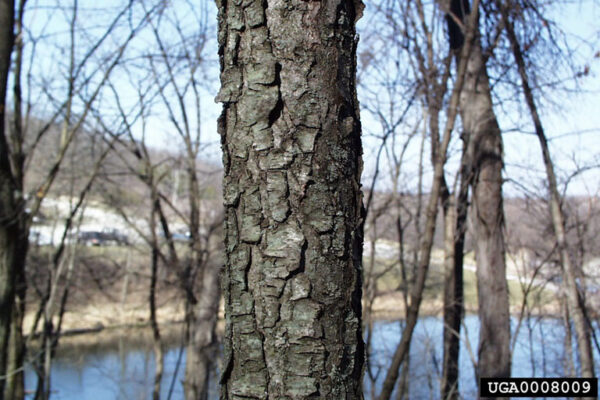 0008009 Black Cherry (Prunus serotina) - Plug