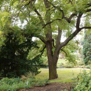 Black Walnut (Juglans nigra) - Plugs