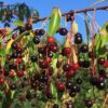 IMG_3720-e1569429956376-940x400 Black Cherry (Prunus serotina) - Plug