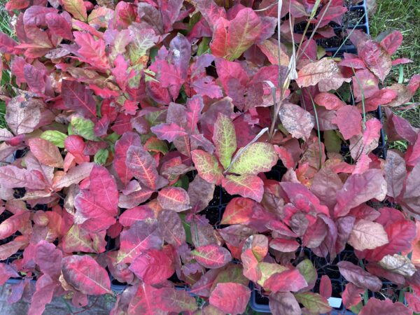 Red Oak (Quercus rubra) - Bare Root