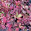 Red Oak (Quercus rubra) - Bare Root