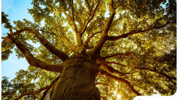 Red Oak (Quercus rubra) - Bare Root