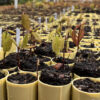 NewNorthFarm Red Oak (Quercus rubra) - Plugs