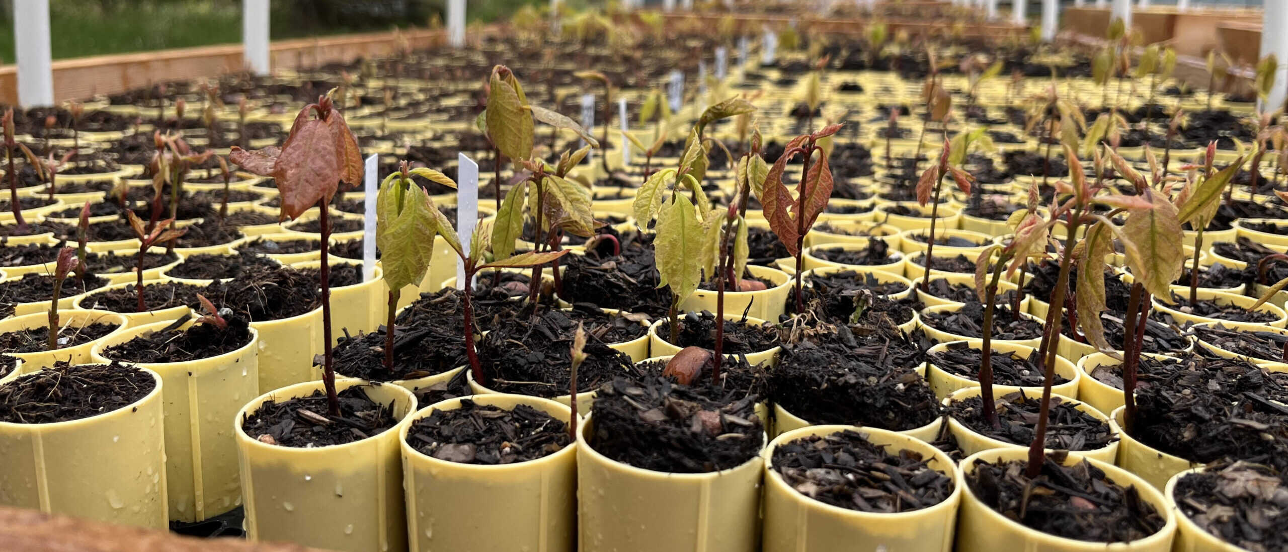 NewNorthFarm Black Cherry (Prunus serotina) - Plug