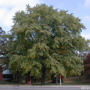 Silver Maple (Acer saccharinum) - Bare Root
