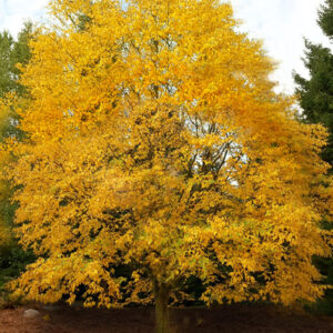 Yellow Birch (Betula alleghaniensis) - Bare Root