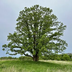 Bur Oak (Quercus macrocarpa) - Bare Root
