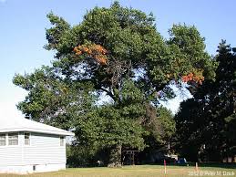 Red Oak (Quercus rubra) - Bare Root