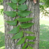 Black Walnut (Juglans nigra) - Bare Root