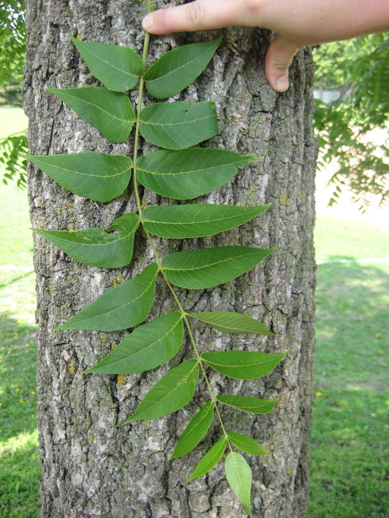Black Walnut (Juglans nigra) - Bare Root