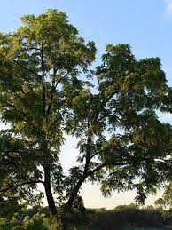 juglans mages (1) Black Walnut (Juglans nigra) - Plugs