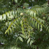 Black Walnut (Juglans nigra) - Bare Root