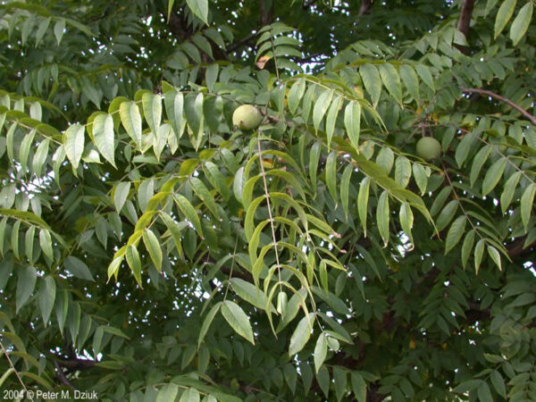 Black Walnut (Juglans nigra) - Bare Root