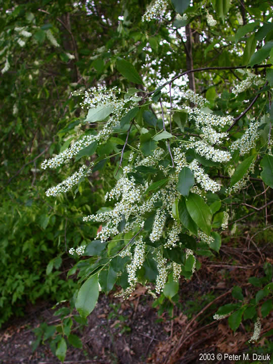 prunus-serotina-328-1 Black Cherry (Prunus serotina) - Plug