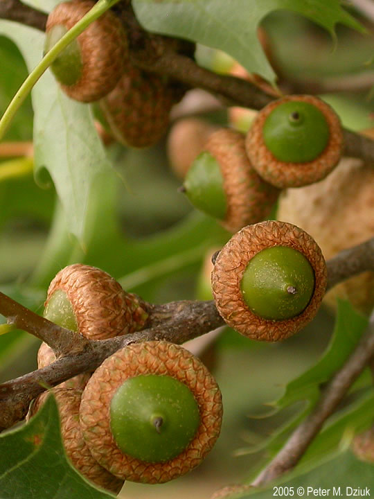 Northern Pin Oak (Quercus ellipsoidalis) - Bare Root