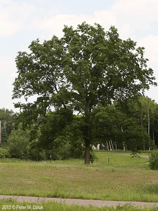 Northern Pin Oak (Quercus ellipsoidalis) - Bare Root