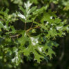 Northern Pin Oak (Quercus ellipsoidalis) - Bare Root