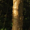yellow birch bark Yellow Birch (Betula alleghaniensis) - Bare Root