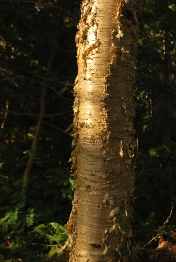 yellow birch bark Yellow Birch (Betula alleghaniensis) - Bare Root