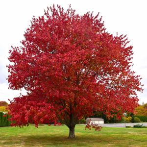 Red Maple (Acer rubrum) - Plugs