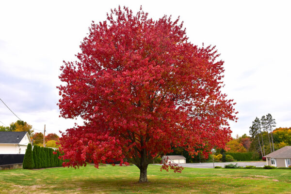 Red Maple (Acer rubrum) - Plugs
