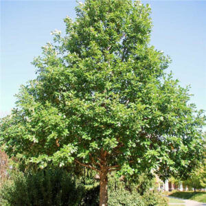 0001745_swamp-white-oak Swamp White Oak (Quercus bicolor) - Plug