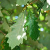 Swamp White Oak (Quercus bicolor) - Plug