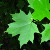 Acer_saccharum_1-jgreenlee_(5098070608) Sugar Maple (Acer saccharum) - Plugs