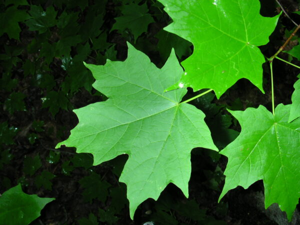 Acer_saccharum_1-jgreenlee_(5098070608) Sugar Maple (Acer saccharum) - Plugs