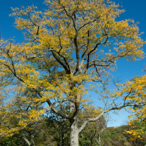 Honey Locust-Thornless (Gleditsia triacanthos) - Plugs