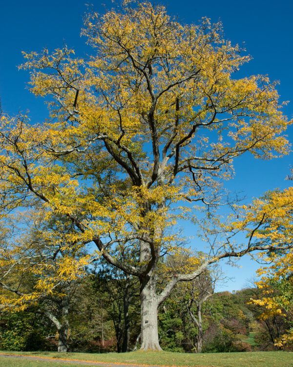 Gleditsia_triacanthos_(Honeylocust)_(38246396371) Honey Locust-Thornless (Gleditsia triacanthos) - Plugs