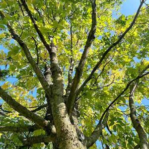 Hackberry (Celtis occidentalis) - Plugs