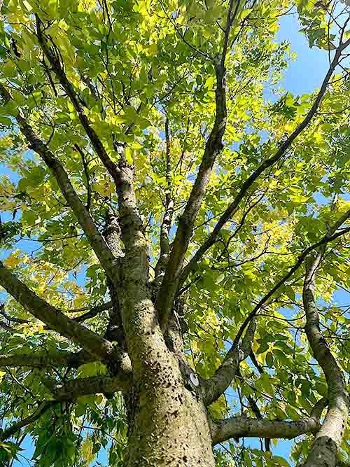 Hackberry (Celtis occidentalis) - Plugs