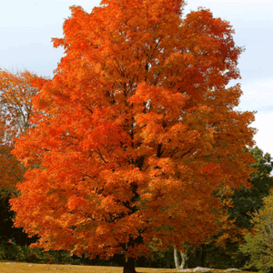 acer-saccharum-1 Sugar Maple (Acer saccharum) - Plugs