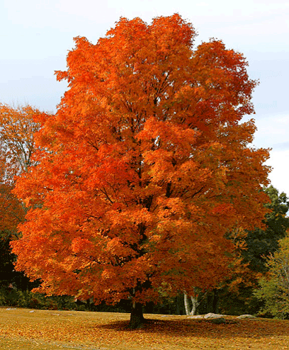 acer-saccharum-1 Sugar Maple (Acer saccharum) - Plugs