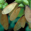 acer ugar-maple-fruit-vert Sugar Maple (Acer saccharum) - Plugs