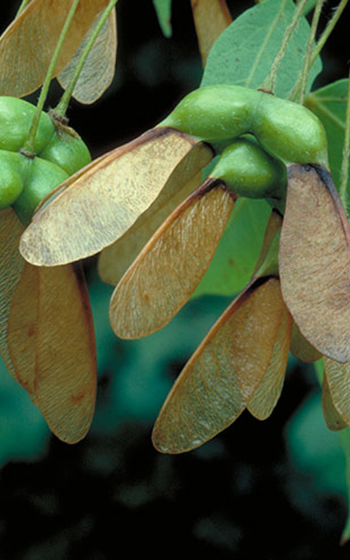 acer ugar-maple-fruit-vert Sugar Maple (Acer saccharum) - Plugs
