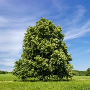 American Basswood (Tilia americana) - Plug
