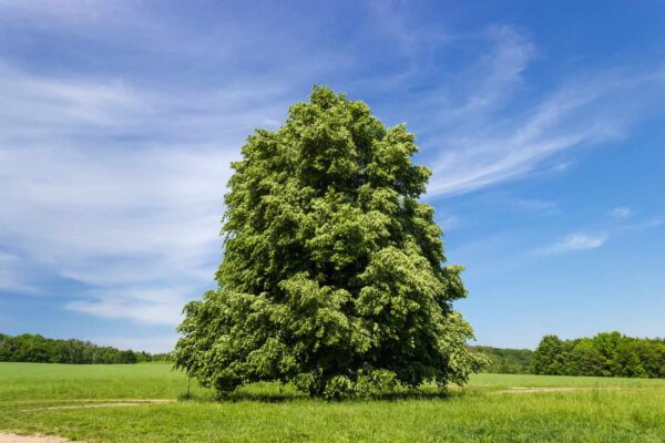 basswood American Basswood (Tilia americana) - Plug