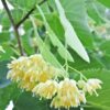 images (1) American Basswood (Tilia americana) - Plug