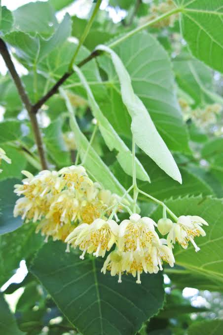 images (1) American Basswood (Tilia americana) - Plug