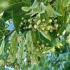 images American Basswood (Tilia americana) - Plug