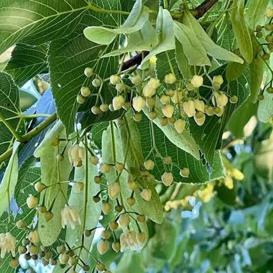 images American Basswood (Tilia americana) - Plug
