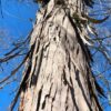 Shagbark Hickory (Carya ovata) - Plugs