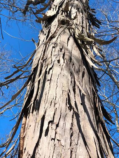 Shagbark Hickory (Carya ovata) - Plugs