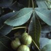 Shagbark Hickory (Carya ovata) - Plugs