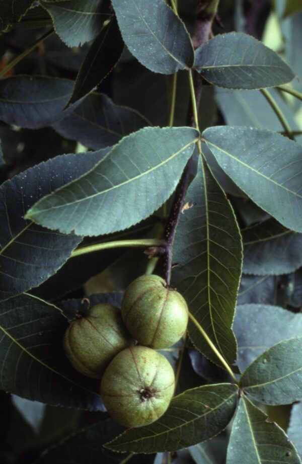Shagbark Hickory (Carya ovata) - Plugs