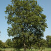 Shagbark Hickory (Carya ovata) - Plugs