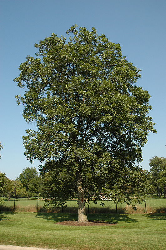 Shagbark Hickory (Carya ovata) - Plugs