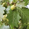 Swamp White Oak (Quercus bicolor) - Plug